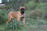 CANE CORSO 166